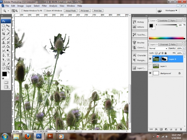 Creation of Finches' Corner: Step 3